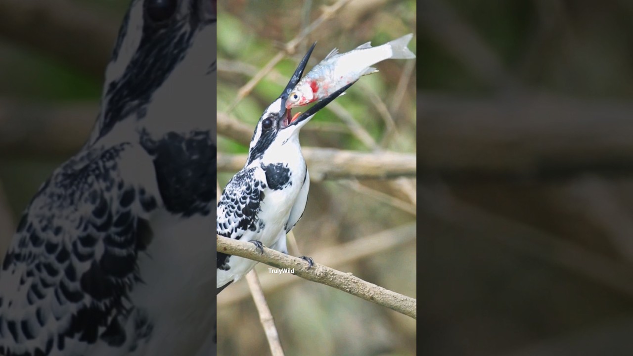 How Kingfisher kills a huge fish catch? Subscribe TrulyWild for raw wildife #trending #viral #canon