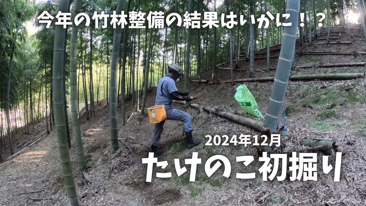たけのこ初堀り！苦労の集大成ですわ～！