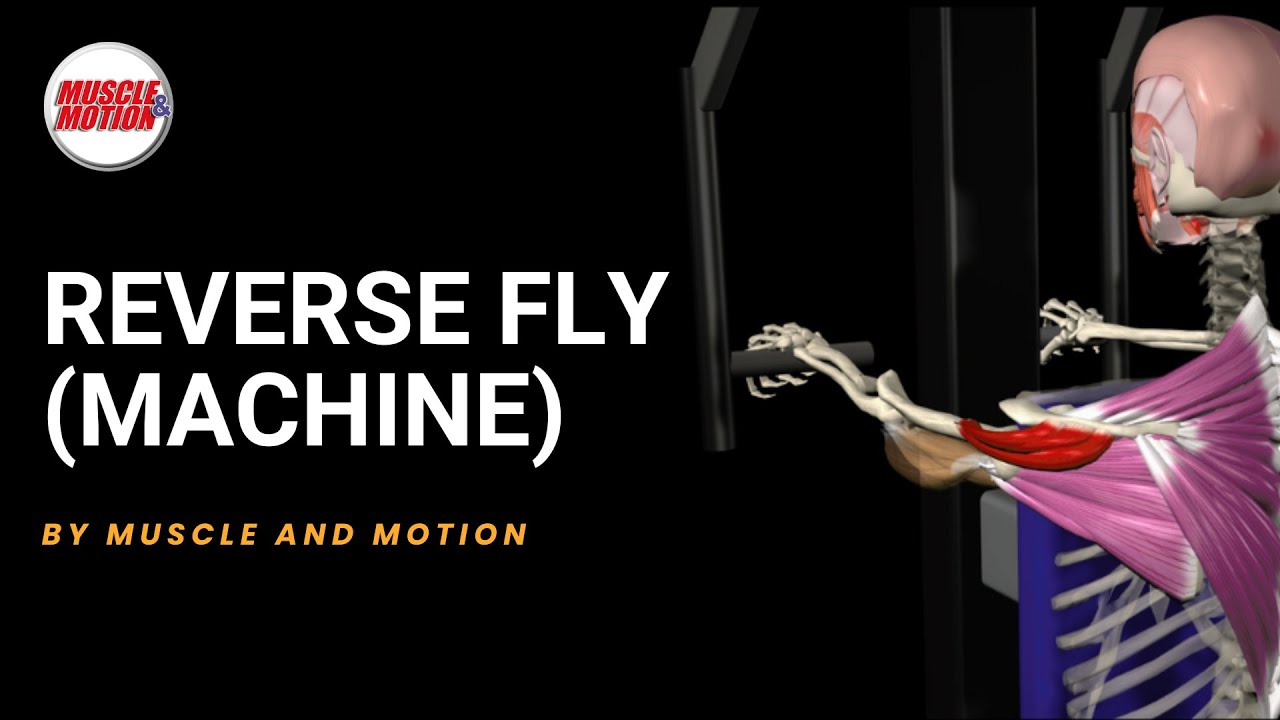 Maximize Posterior Deltoid Gains with the Machine Reverse Fly