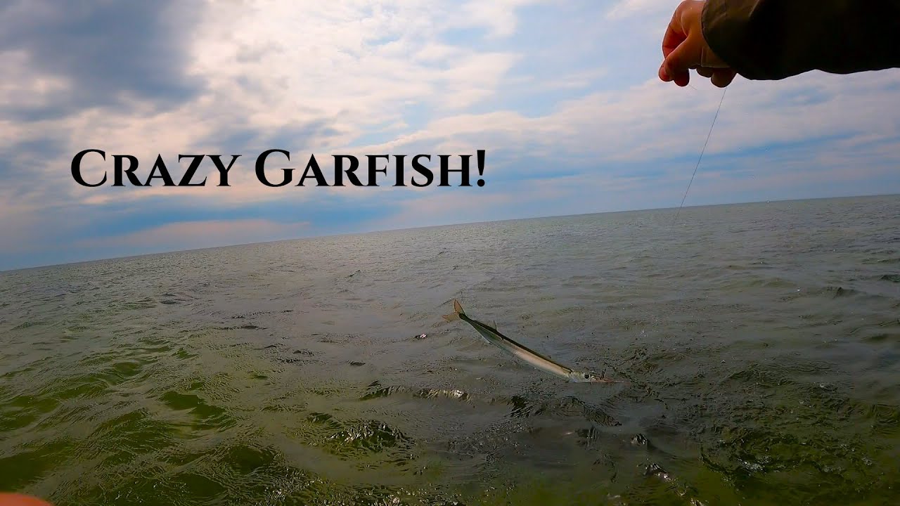 Belony na Wahadła. Wiosna 2023. Morze Bałtyckie. | @Pawlus Fishing 481.
