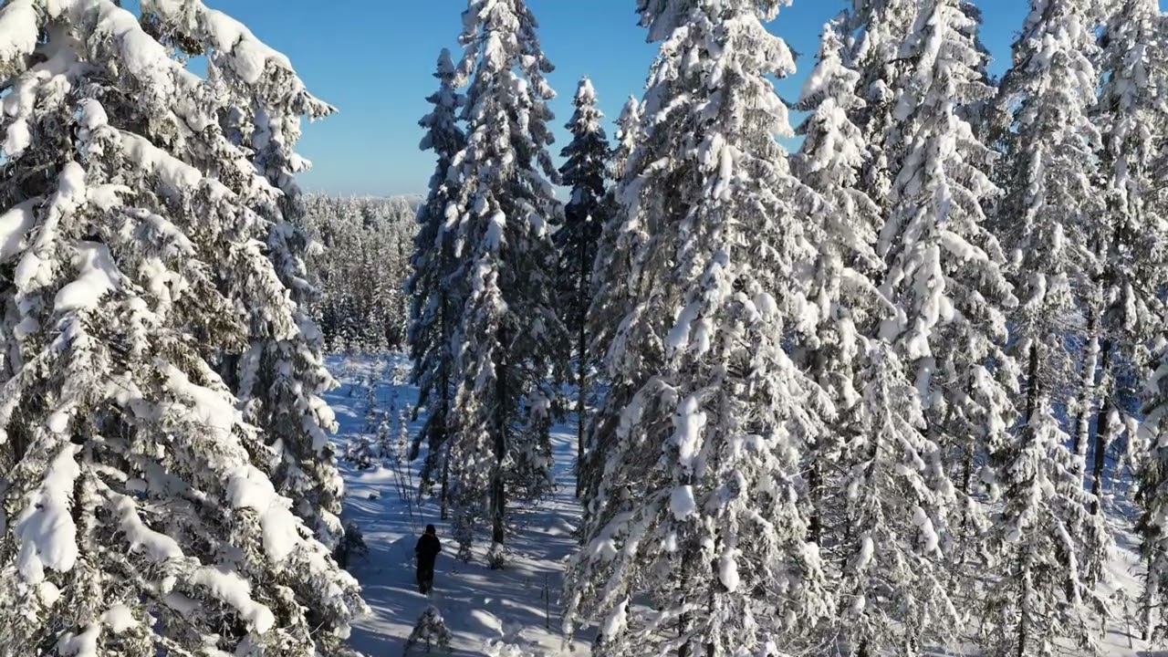 Kainuun Vaaramaisemissa Kynttiläkuusia.