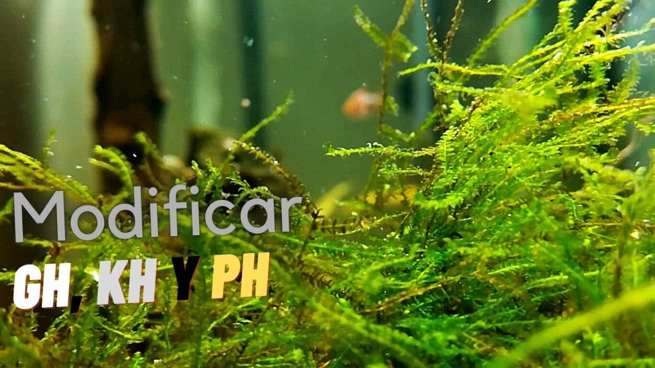 Que es y como subir o bajar el GH, KH y pH (Muy Fácil!!) - Química del agua