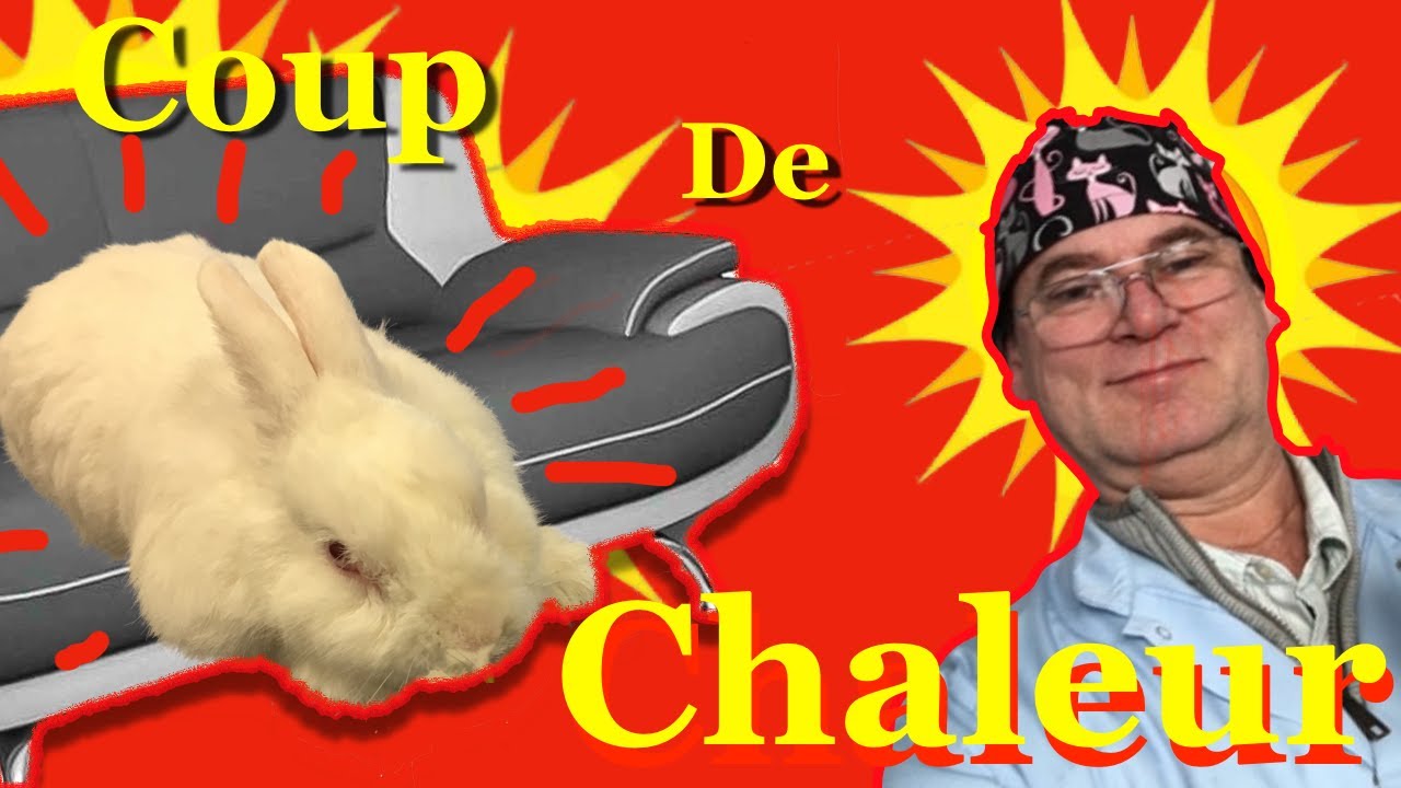 Coup de chaleur chez le Lapin Nain ! - Réagir vite - Dr Vanhée Vétérinaire