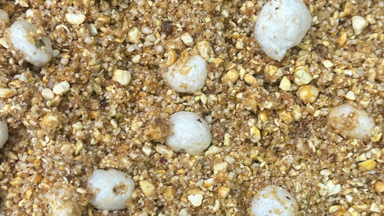 Panjeeri