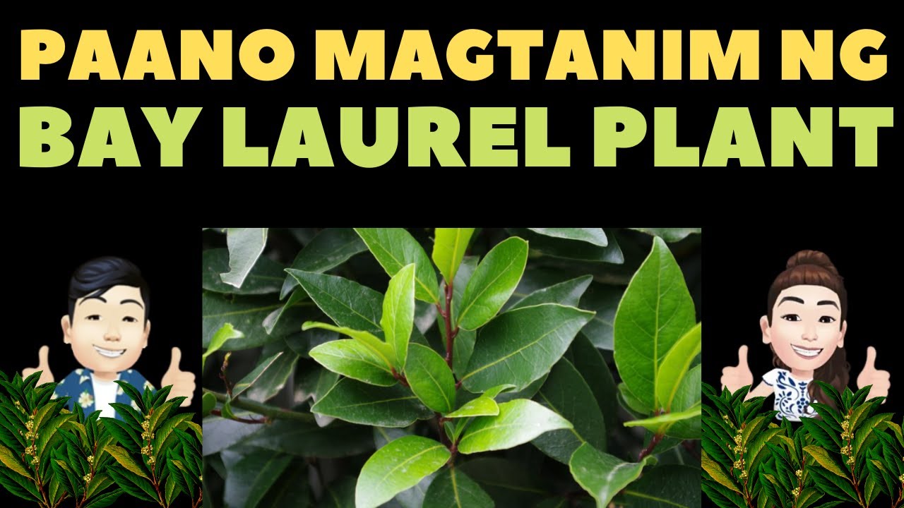 🔴 PAANO MAGTANIM NG BAY LAUREL PLANT FROM SEEDS | HOW TO GROW BAY LAUREL PLANT FROM SEEDS PART 1