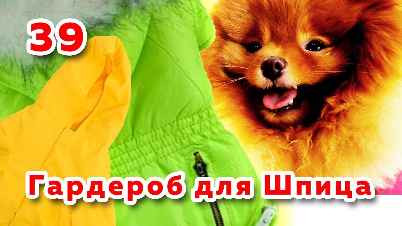 Померанский шпиц, гардероб собаки, зимняя одежда для померанского шпица