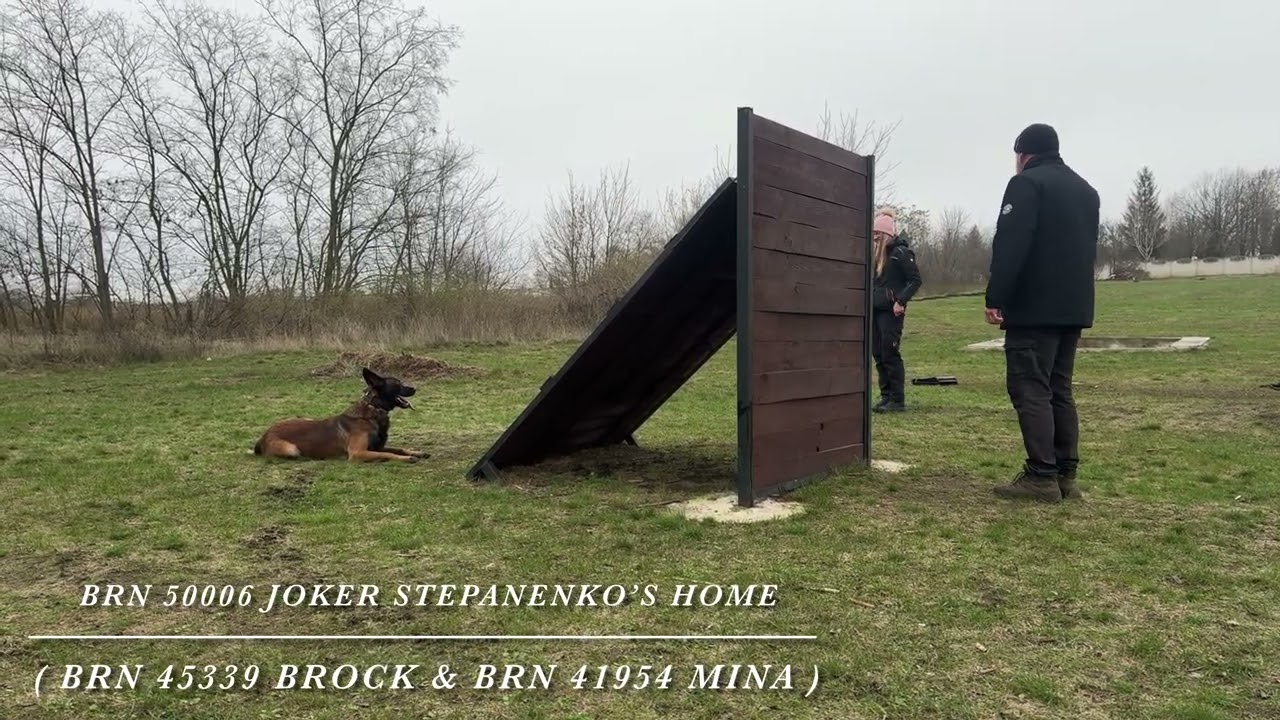 Тренування в Клубі KNPV K9 Aus Sursko-Litovsk Норматив PH-1  / BRN 50006 Joker Stepanenko’s Home 