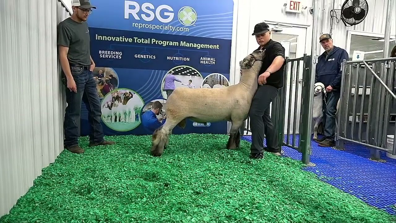 2025 RSG Sire Showcase