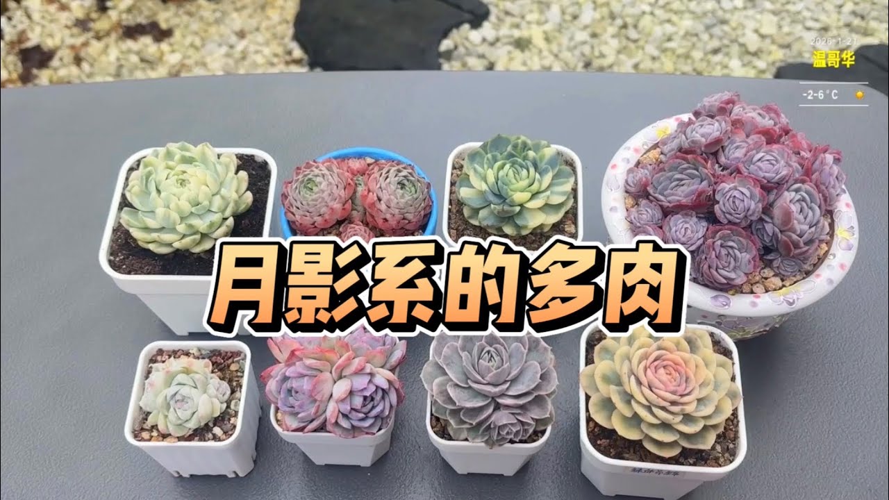 【多肉植物】月影系的多肉：贝瑞，白月影，