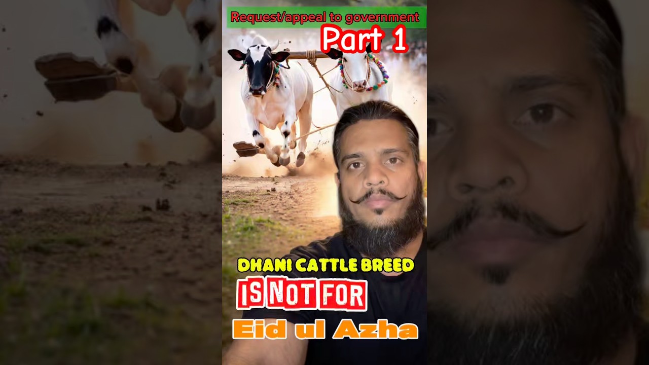 Dhani cattle breed is not for Eid Ul Azha #cattle #bakraeid #qubani #karachi #animalwelfare #mandi