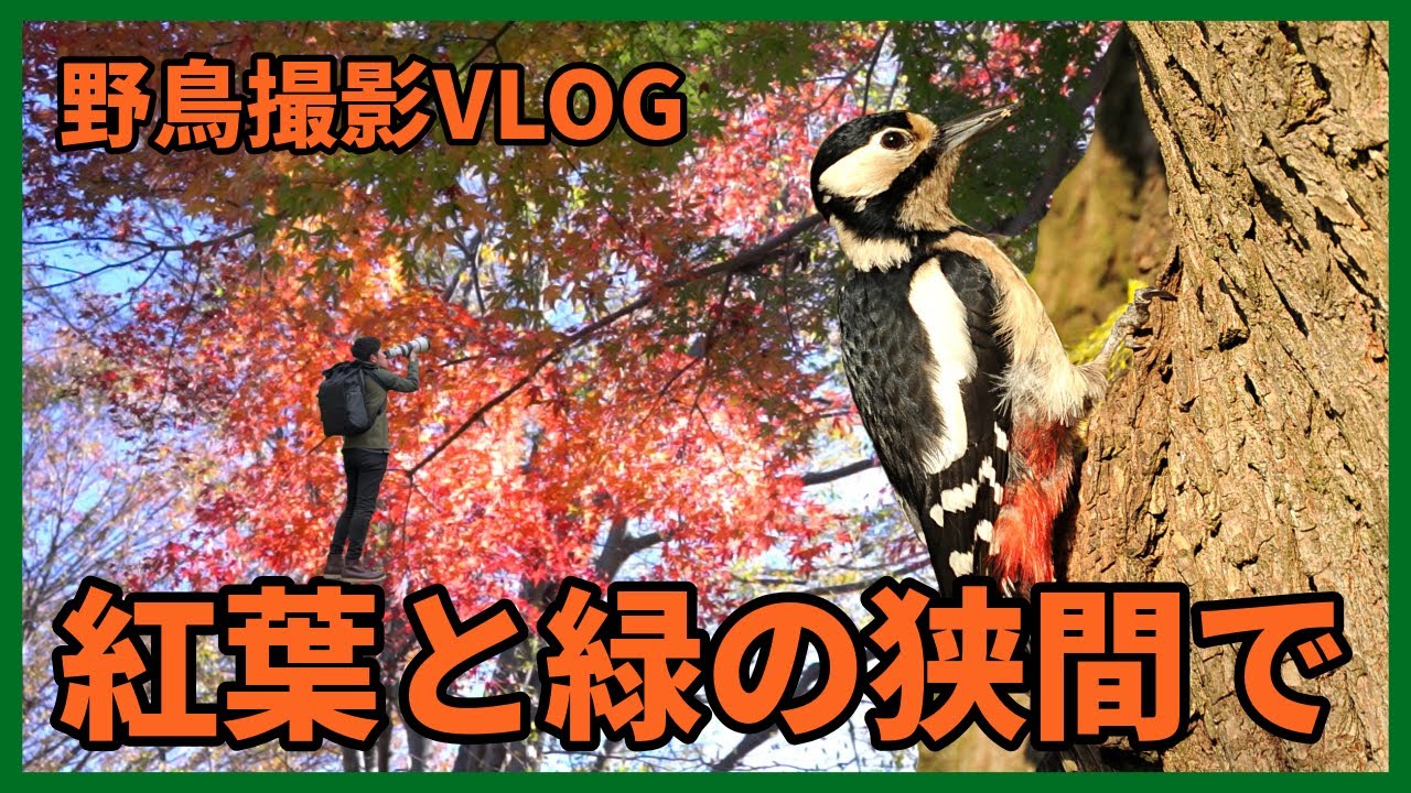 野鳥撮影Vlog「葉も鳥も 赤と緑に 彩纏う」秋景色の広がる八王子を歩く |アカゲラ、コガモ、シジュウカラなど | Birding in Japan shot on OM-1 Mark II