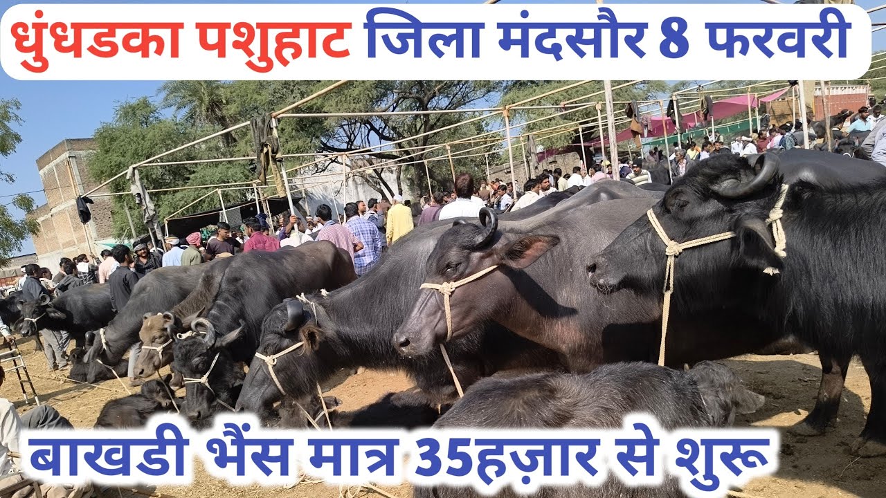 रविवार धुंधडका पशुमंडी जिला मंदसौर 8 फरवरी 2026 || #buffelomarket #धुंधडका_पशु_हाट #dairyyatrauday 
