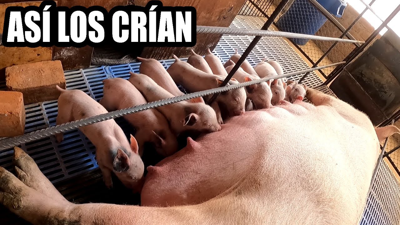 🐷 ASÍ CRÍAN LOS CERDOS QUE COMEMOS | Lo que nunca viste | Dilo Nomás ft @TablitaFishing