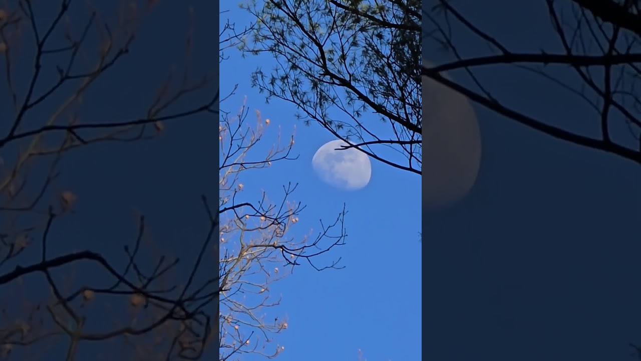 Almost Full Moon - Forest - Trekking