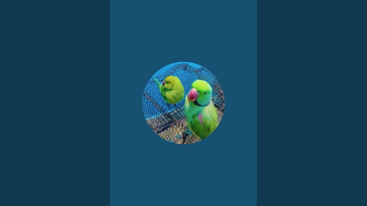 parrot lovers live 🦜