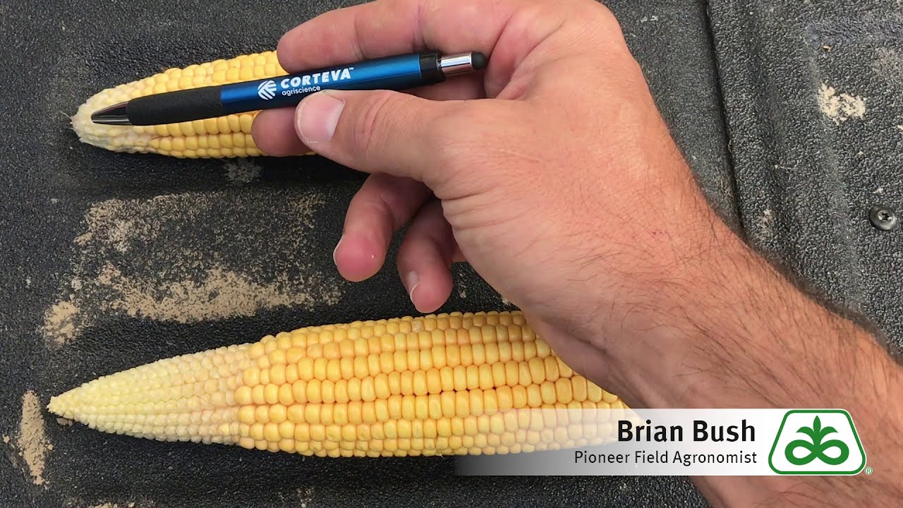 Corn Kernel Tip Abortion Explained