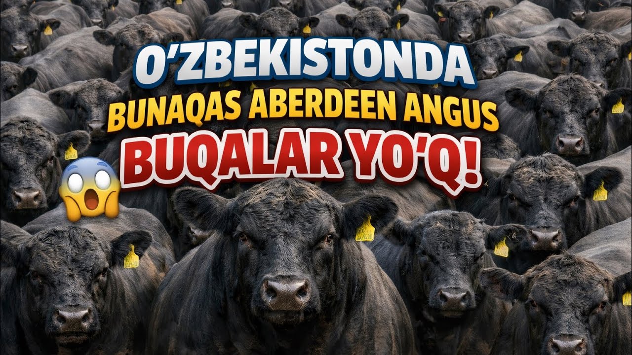 O’ZBEKISTONDGA HALI BUNAQA ABERDEEN ANGUS BUQALARI KELMAGAN
