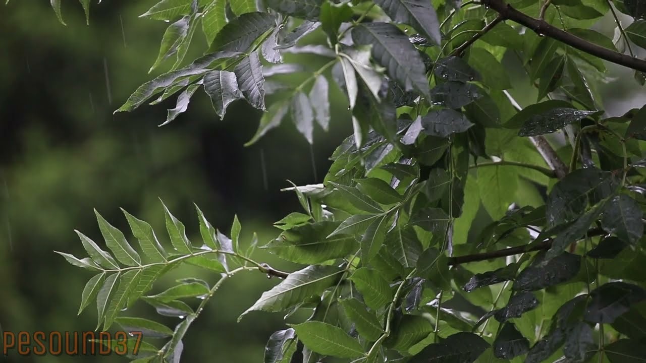 Light Rain 60min / Rain Sounds for Sleeping /Relax /Sleep/Study/ Meditate/reduces stress /no thunder