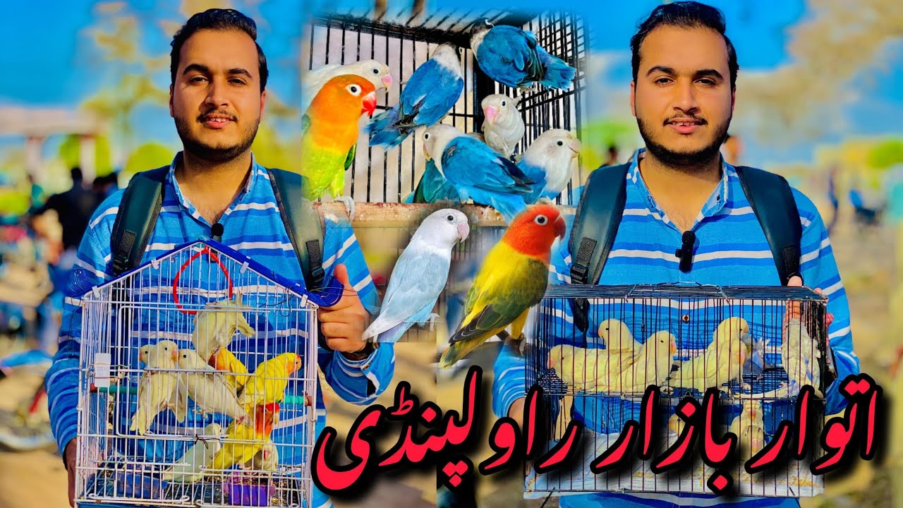 Sunday birds market Rawalpindi || khanna pull birds market #viralvideos #goldenbirdsvlogs #parrot
