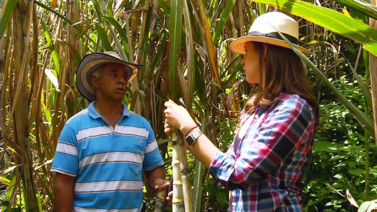 La caña, sus semillas y su proceso en Escuela de Campo (Capítulo completo)