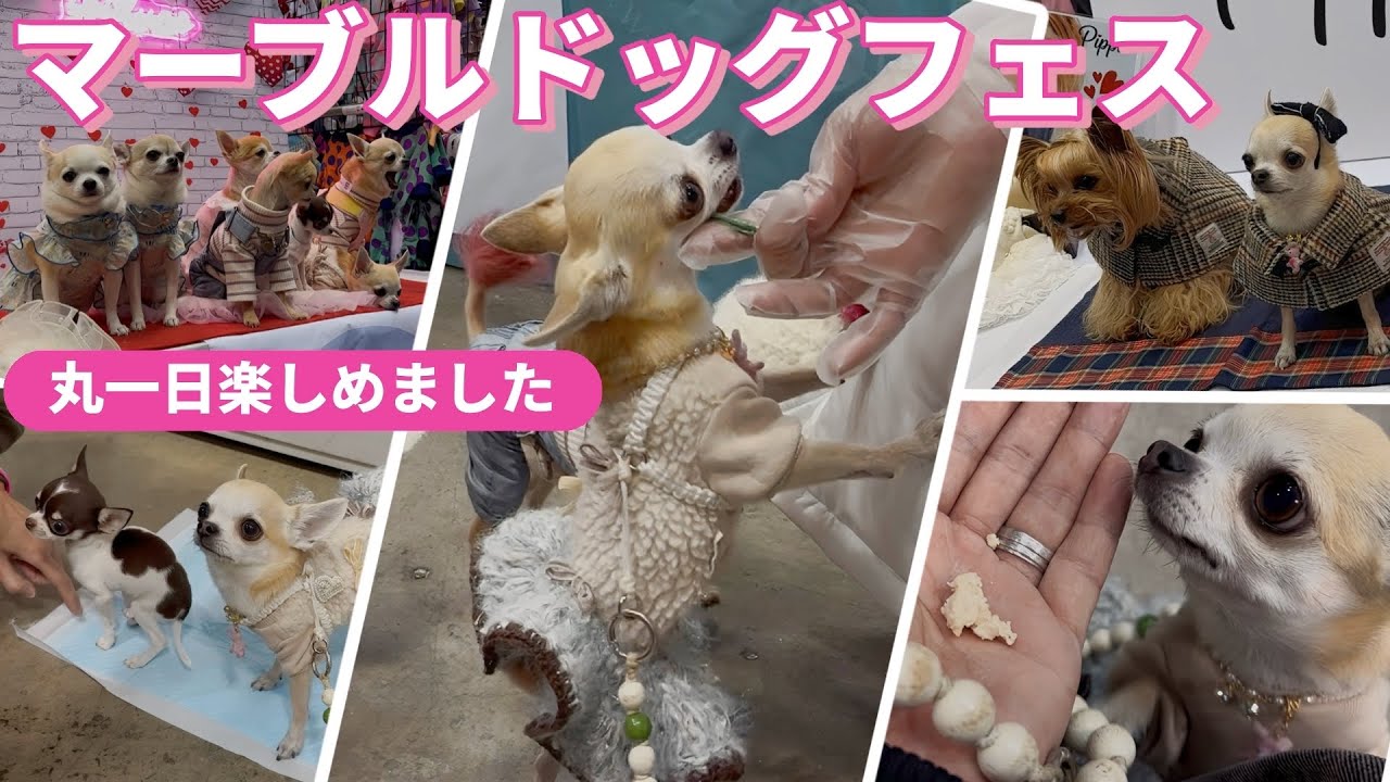 【ドッグイベント】真冬でも超快適なマーブルドッグフェスで、試食しまくりのちっちゃなスムースチワワのパピコさん。