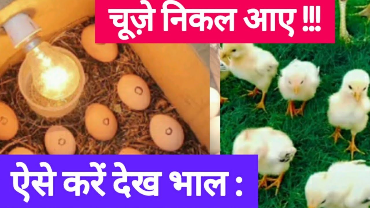 चूज़े निकल आए क्या करें |  जरूरी जानकारी | चूजों की Brrooding feed & Care #aseel #poultry #desifarm