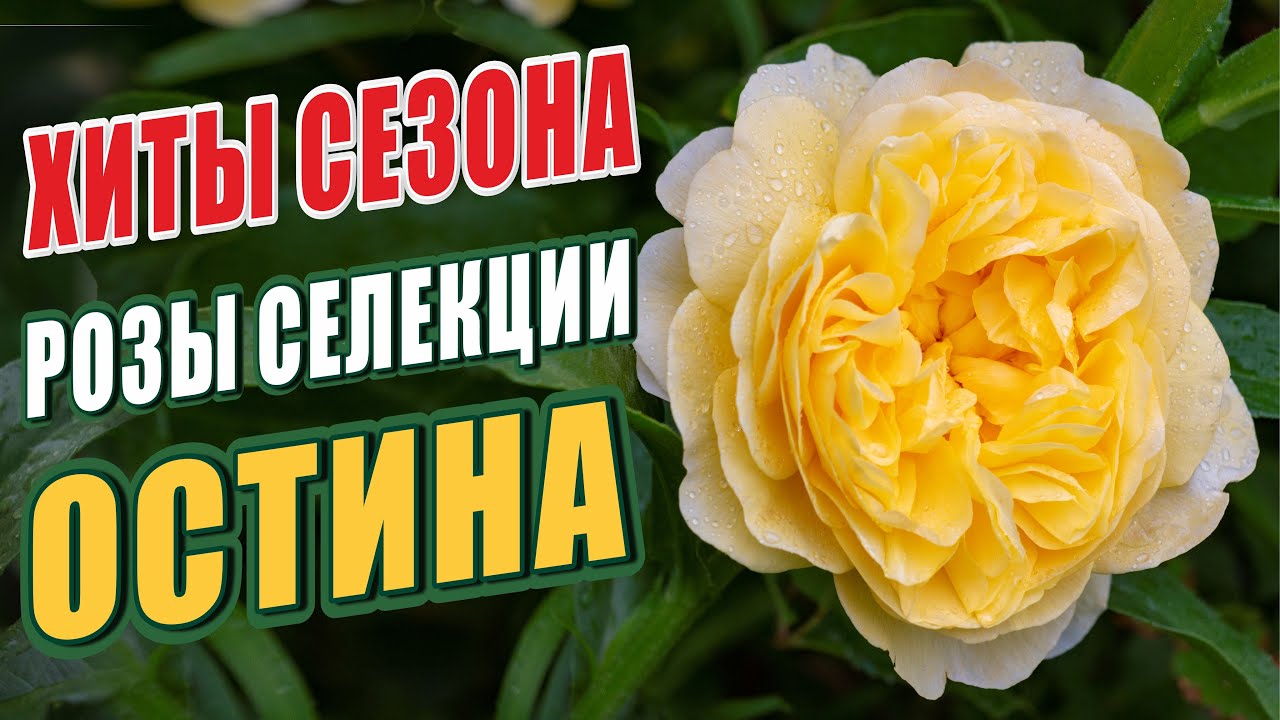РОЗЫ СЕЛЕКЦИИ ОСТИНА. ХИТЫ СЕЗОНА - ОСТИНКИ. РОЗЫ В САДУ