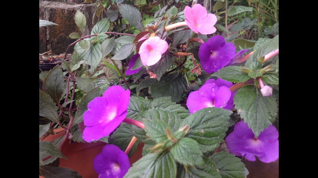Cómo cuidar de los Achimenes