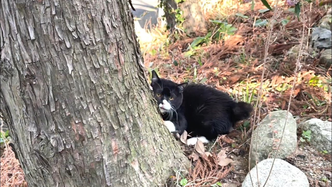 ｢木登りみてて｣