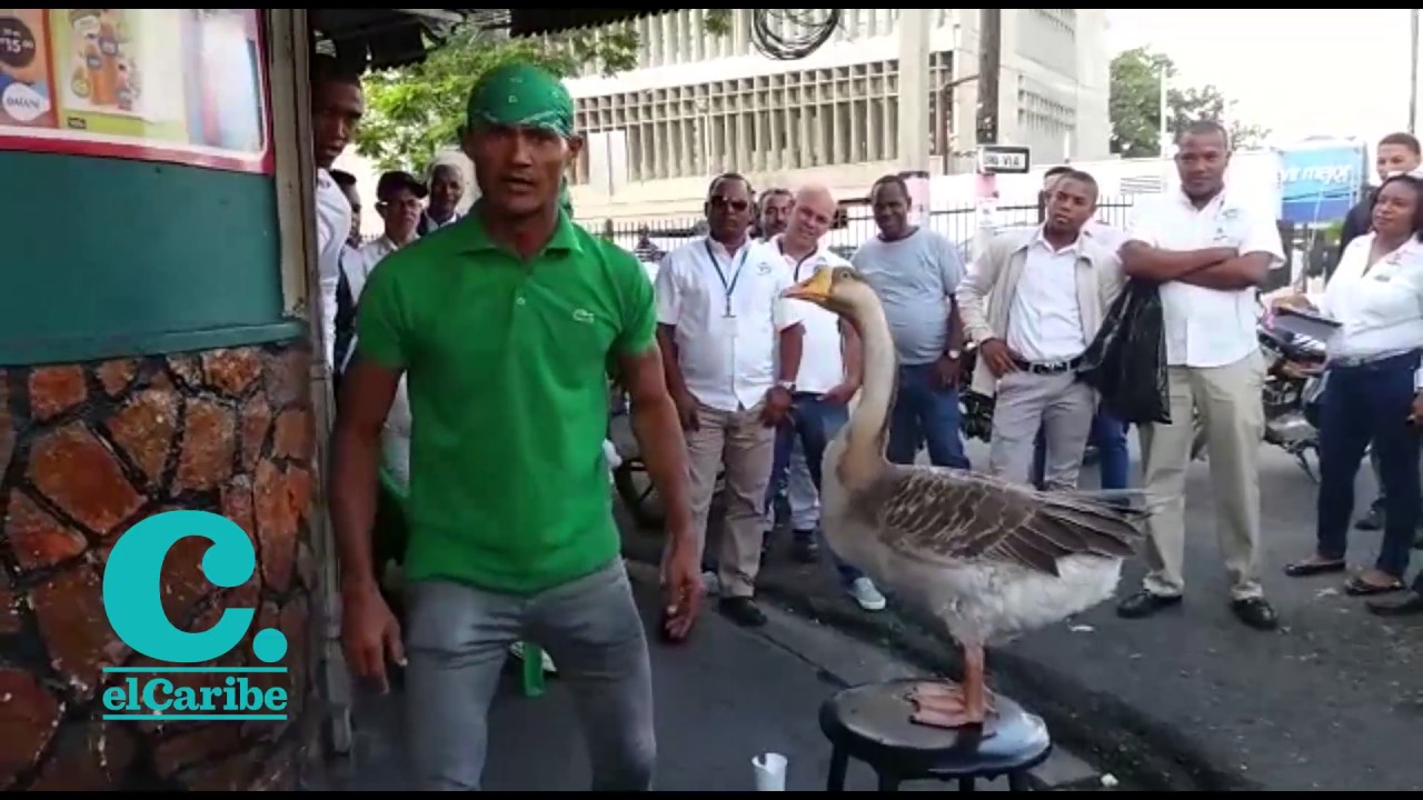 Hombre y su ganso llevan alegría a las calles con su show