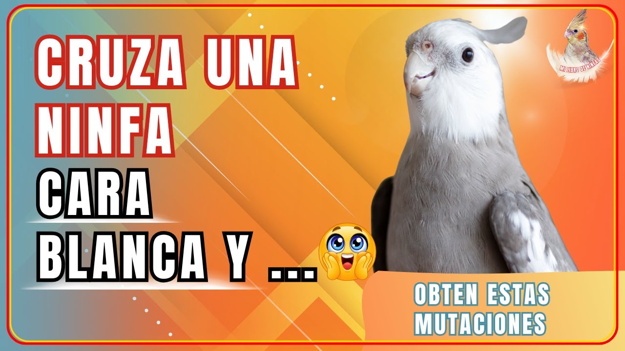 ¿Qué Cruces Hacer con Ninfas Cara Blanca? 🧬 Resultados Increíbles Paso a Paso