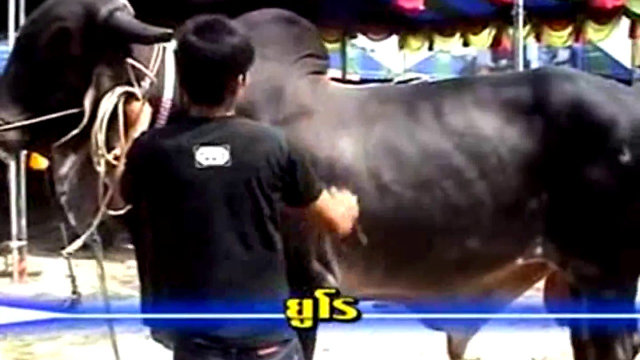 โชว์พ่อพันธ์วัวอินดูบลาซิล (ในอดีต) งานขึ้นบ้านใหม่คุณบอยอุบล
