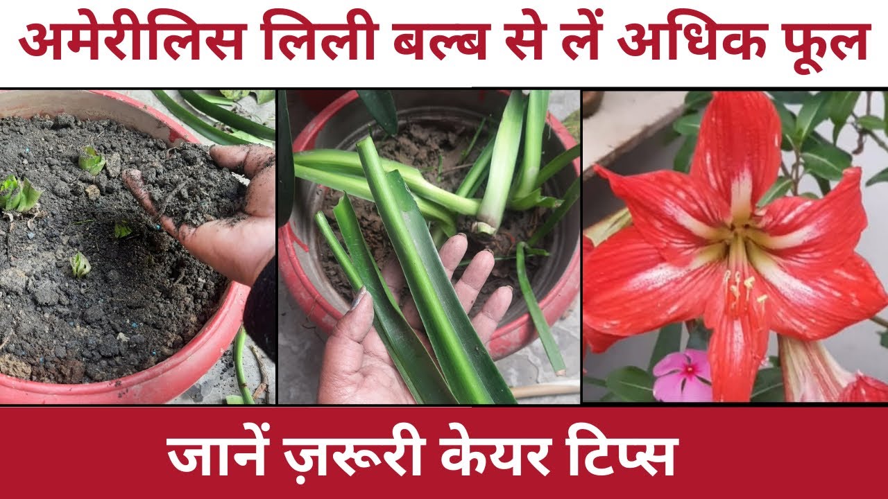 Amaryllis Bulb से फ़ूल लेने के लिए  Easy Care Tips Follow ज़रूर करें |  | Summer Flowering Bulbs|