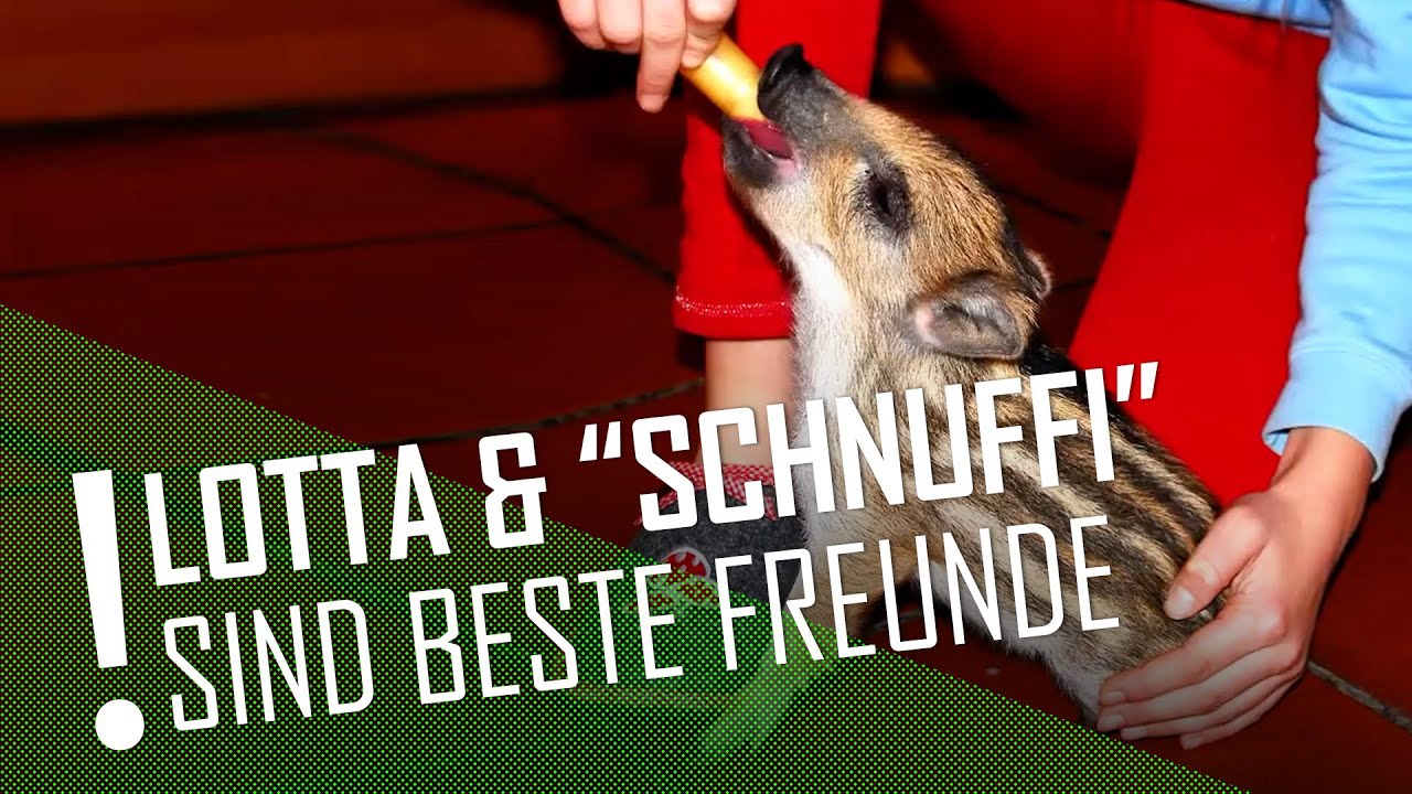 Ein Haustier zum Verlieben: Lotta zieht Wildschwein 