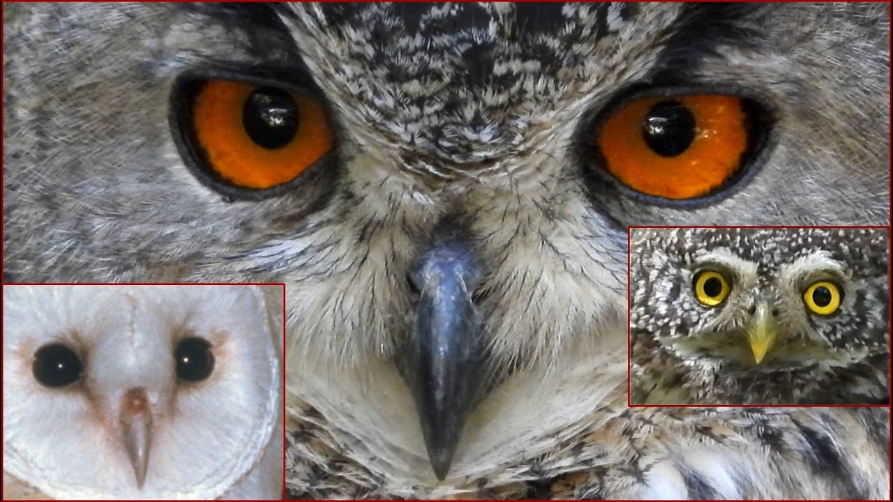 Rapaci notturni: le 9 specie nidificanti in Italia