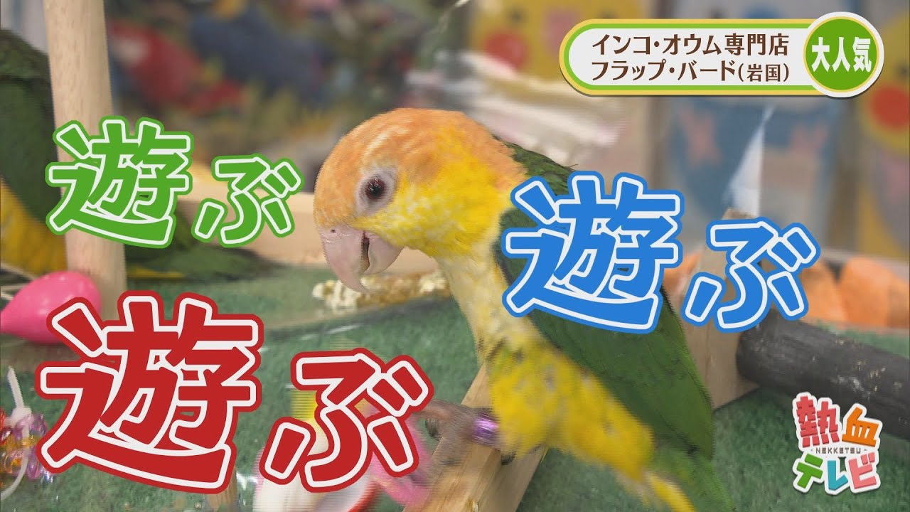 オウム・インコと触れ合えるカフェ【熱血特集】