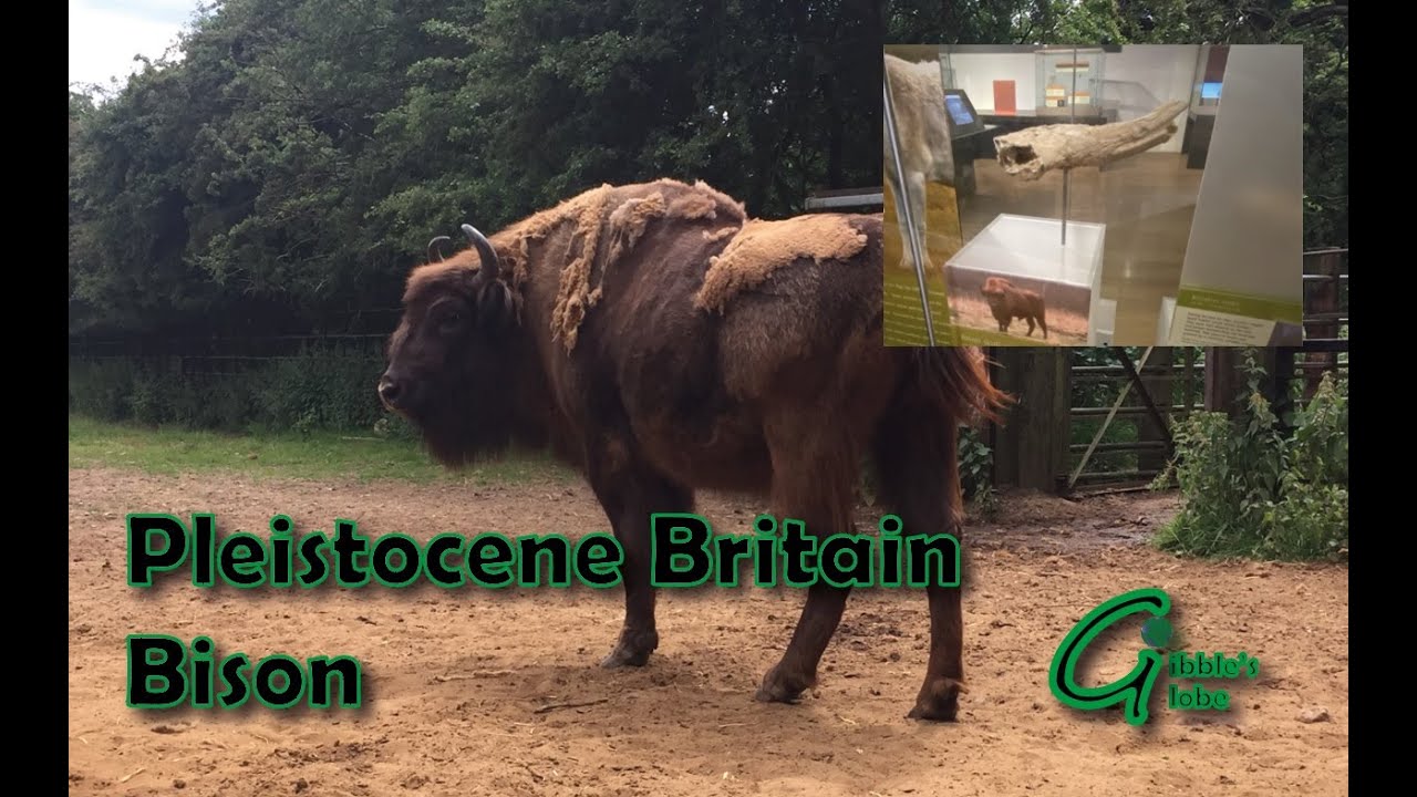 Pleistocene Britain Bison