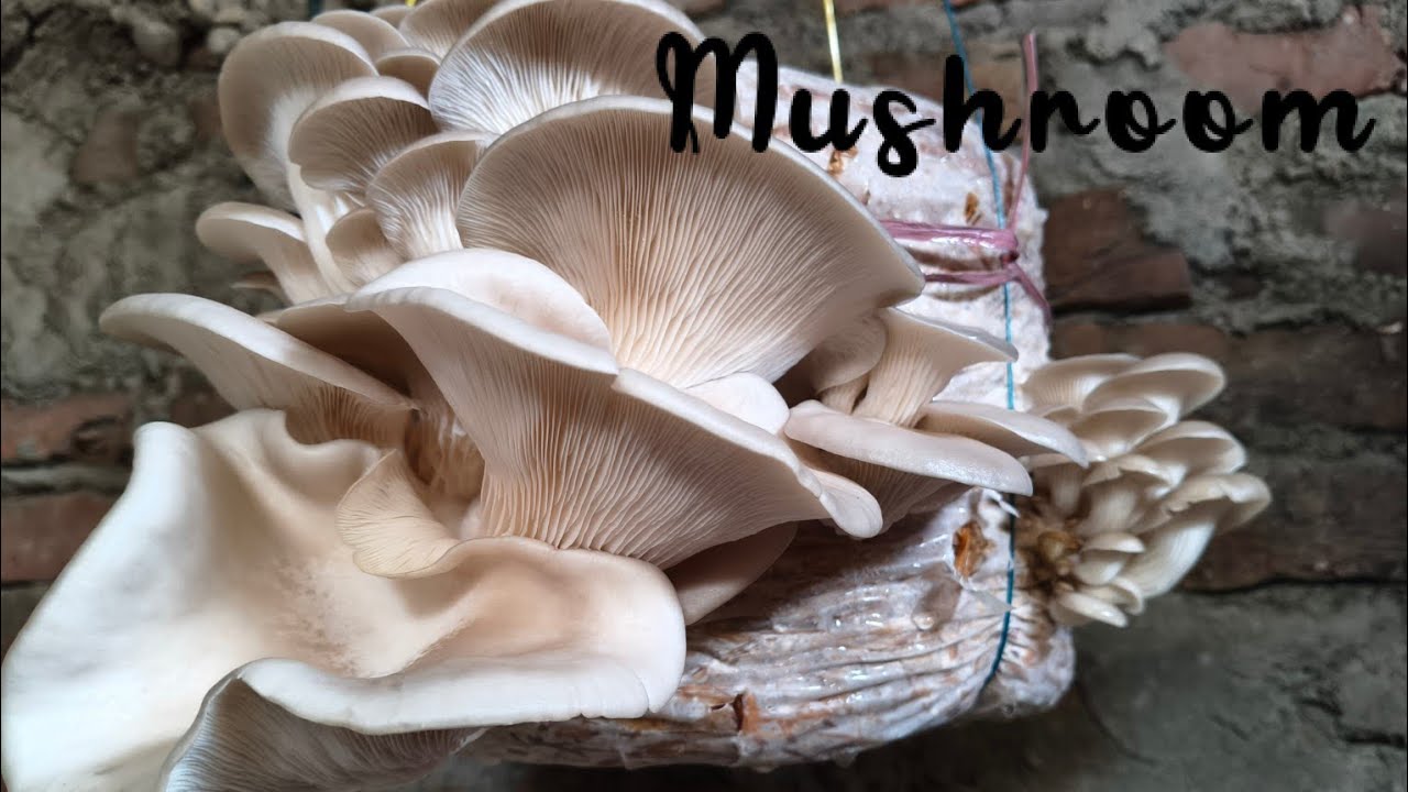 Mushroom🍄//Plucking//Village Life//Nikumani Basumatari