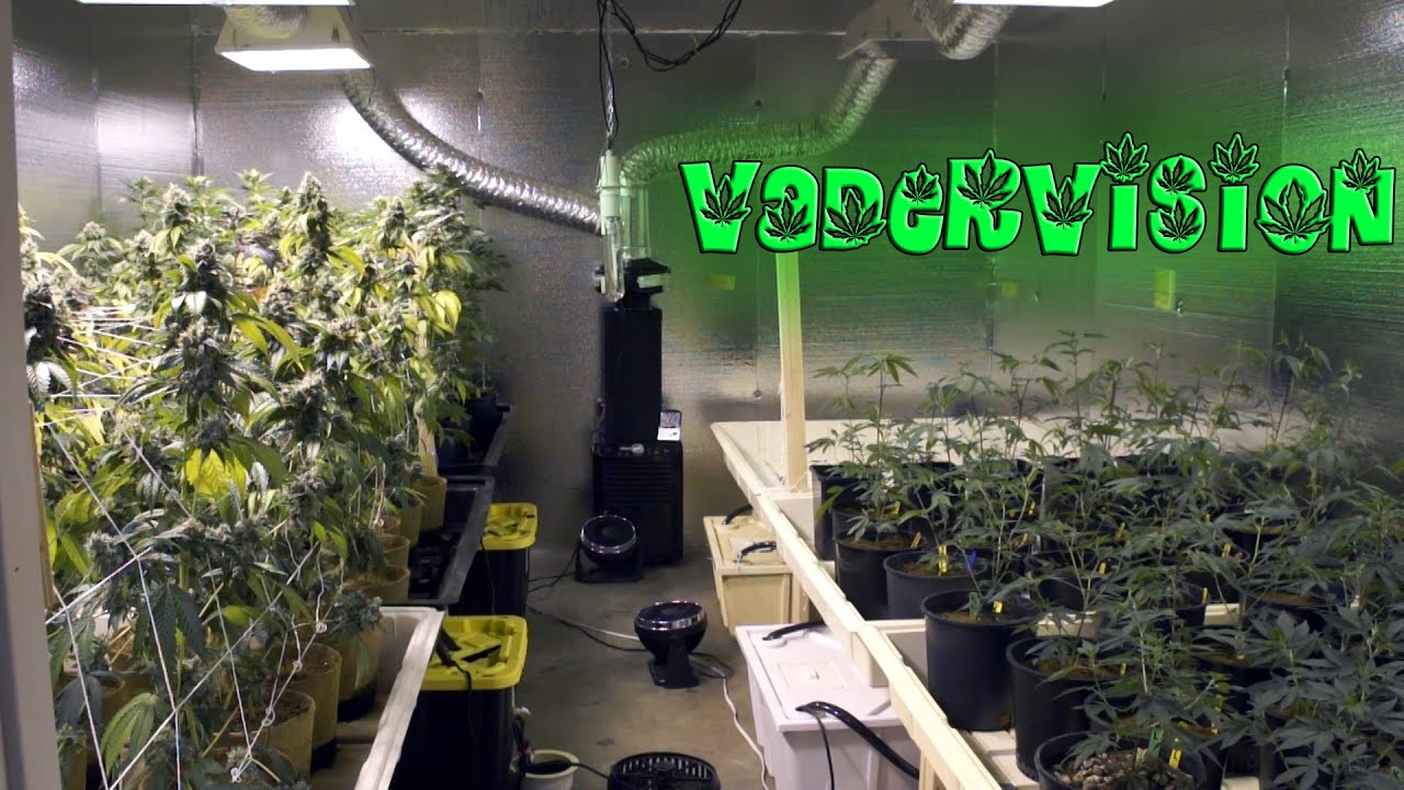 Cannabis Grow Op Workload