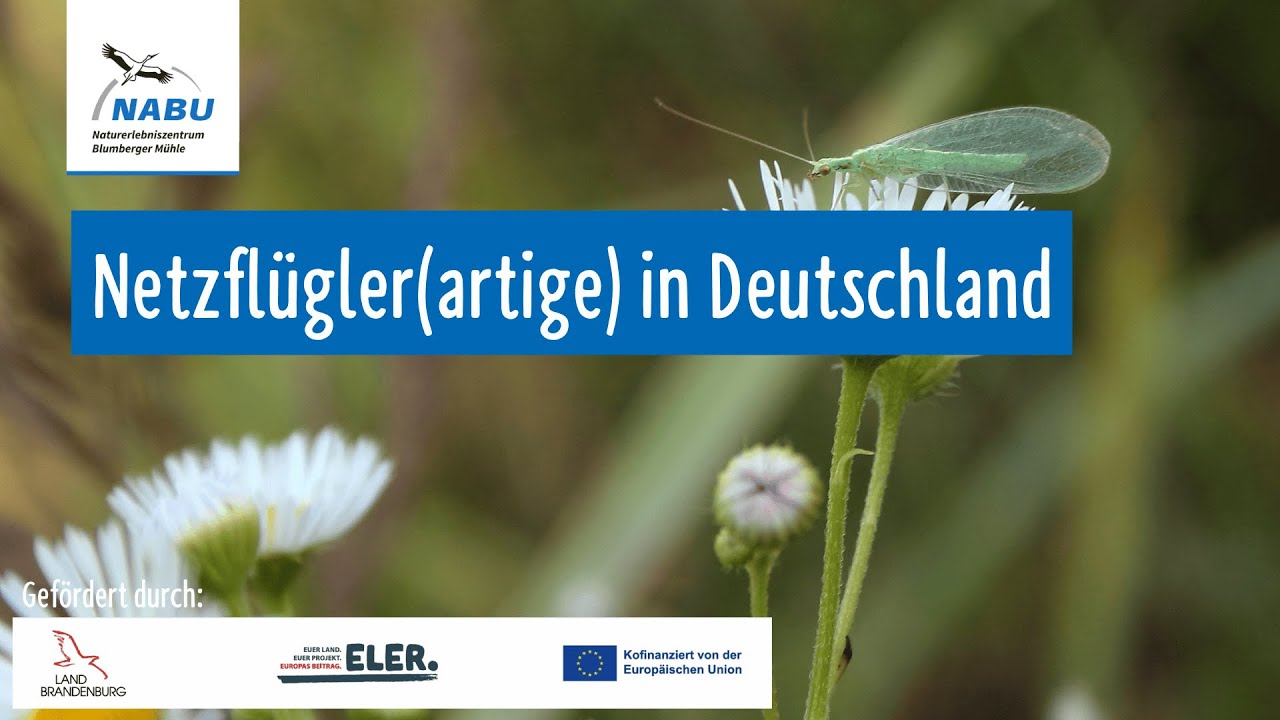 Natur Webinar: Netzflügler in Deutschland - von Florfliegen, Ameisenlöwen und Co. NABU Vortrag 2025