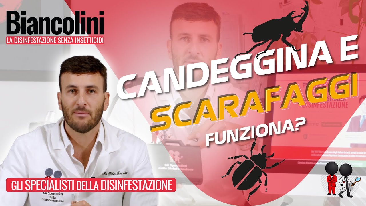 Candeggina e scarafaggi: perché non la tollerano? [E soprattutto.. funziona?]