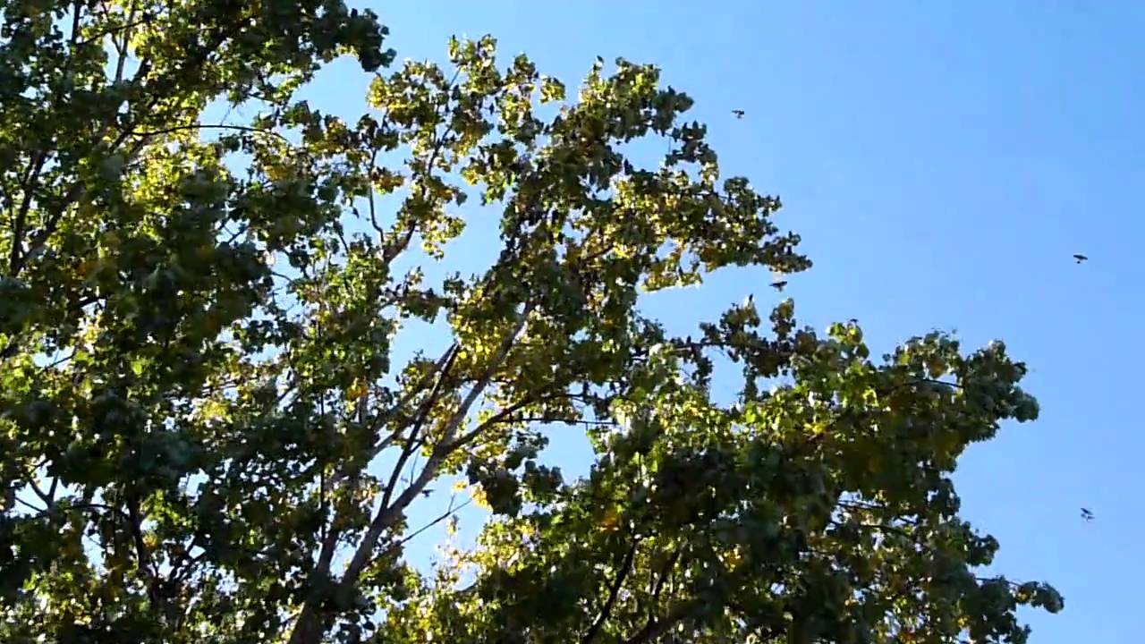 Vogelzug Pf&auml;lzer Weinstra&szlig;e 10.10.2010 [HD]