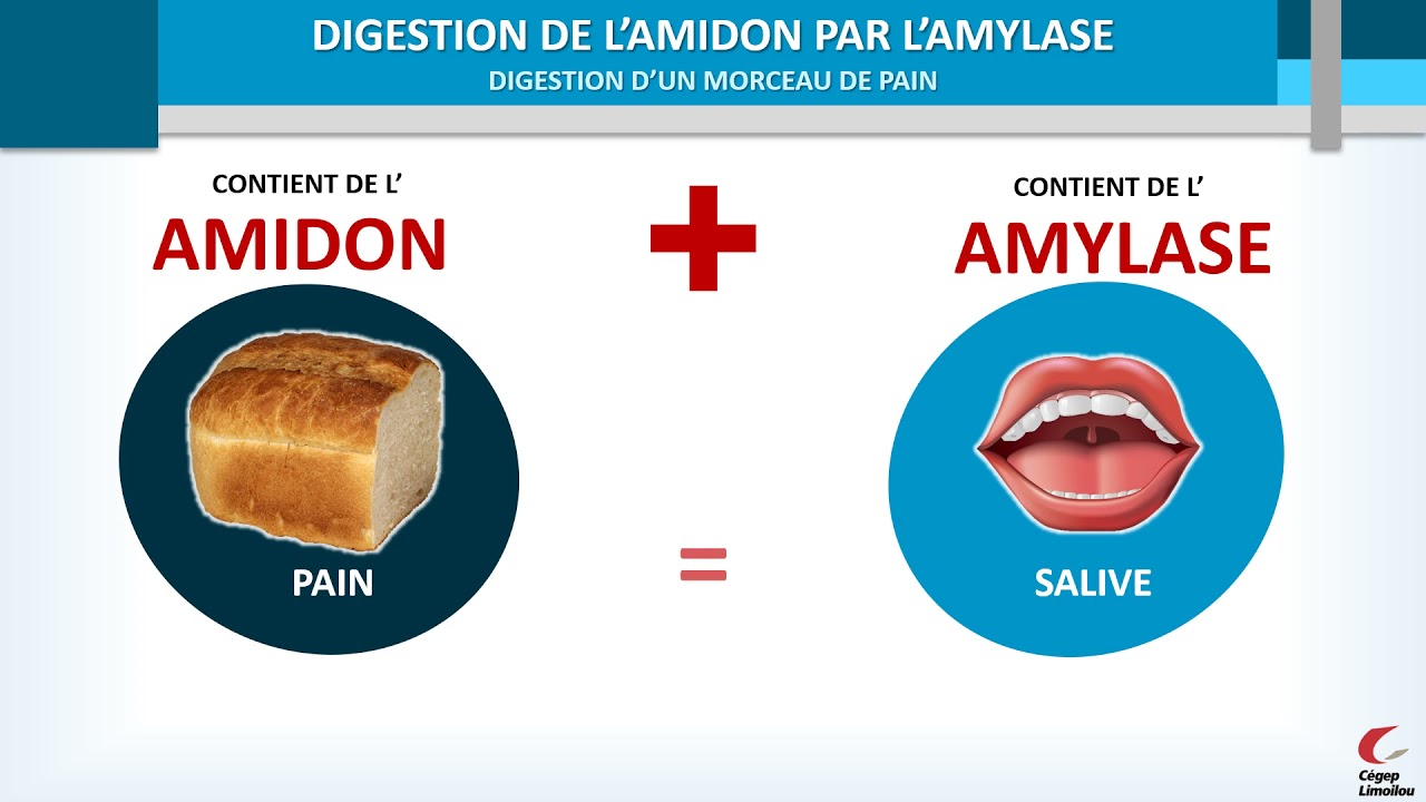 Digestion du pain par l'amylase