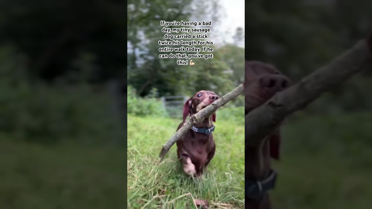 Here&rsquo;s some mid week motivation! #dog #dachshund #motivation #youvegotthis