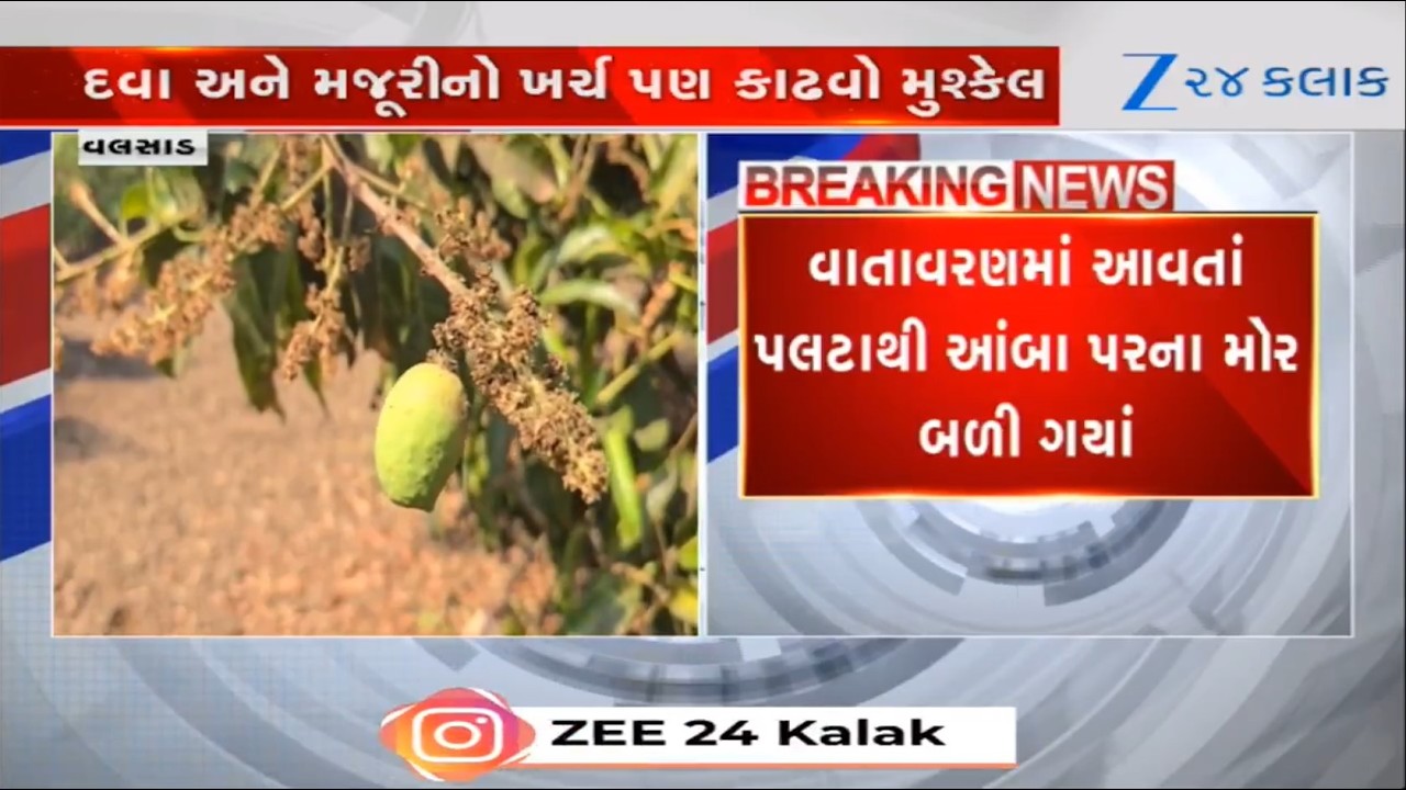 Valsad જિલ્લાના ખેડૂતો પર ચિંતાના વાદળો છવાયા, વાતાવરણમાં પલટાથીઆંબા પર આવેલા કેરીના મોર બળી ગયાં