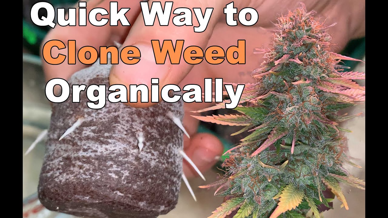 How To Clone Weed The Natural Organic Way (No Chemical rooting hormones)