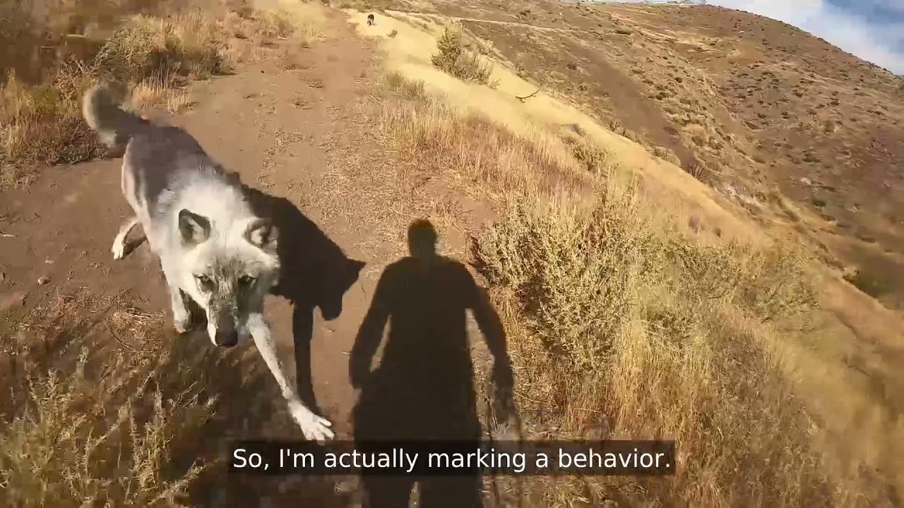 HIKE WITH THE PACK