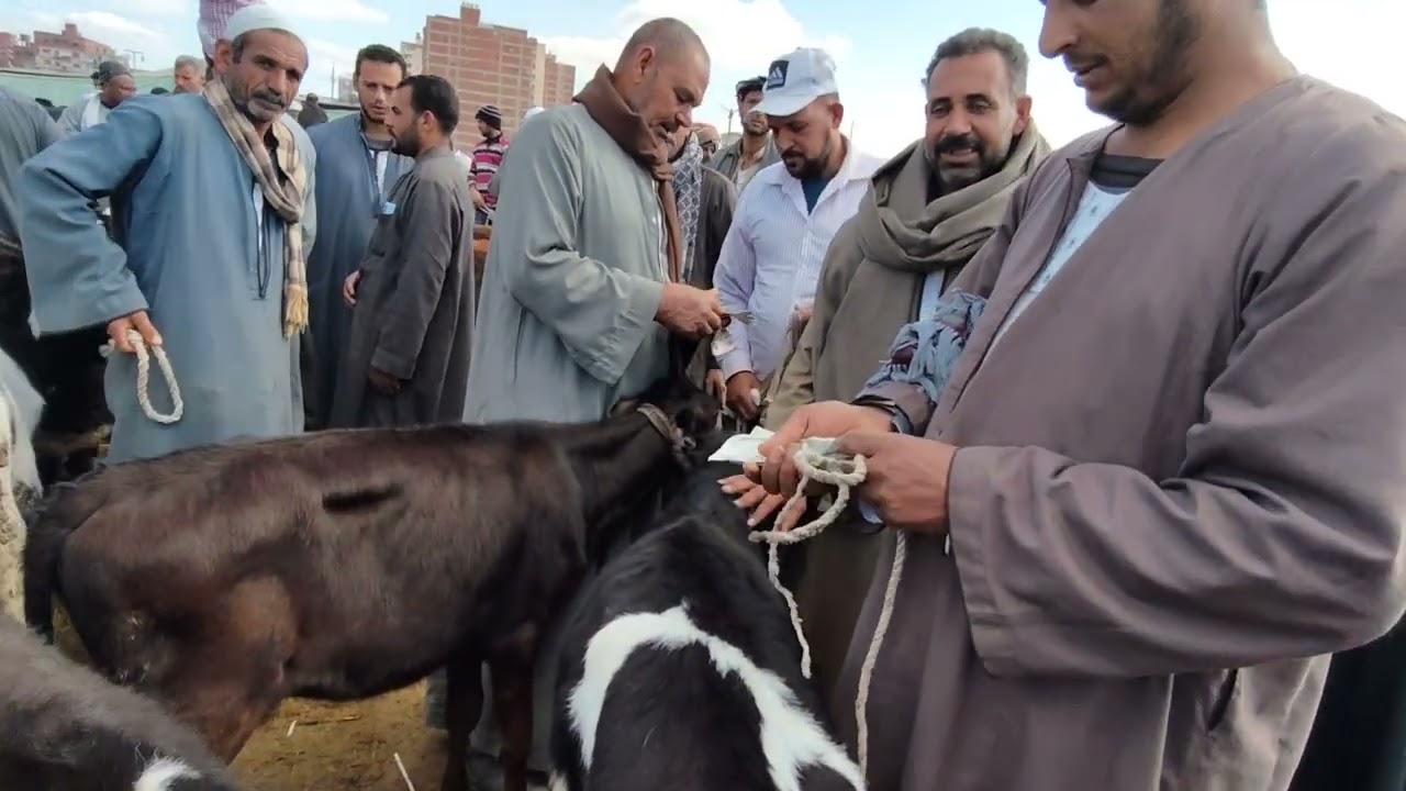 اسعار العجلات البقرى القنيه سوق كفر الشيخ)٢٠٢٦/٢/٤