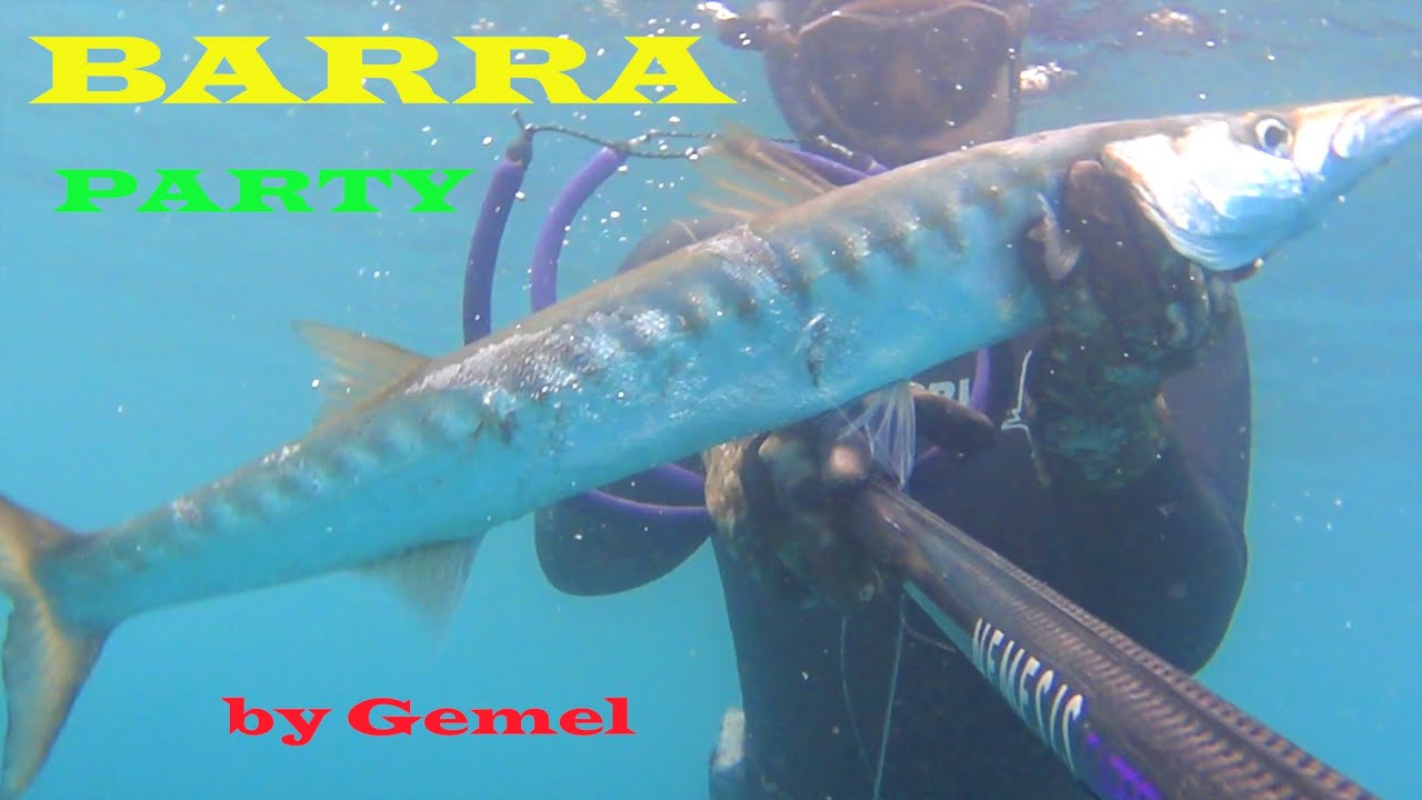 Due barracuda in acqua bassa - Pesca subacquea in apnea - Spearfishing Gemel