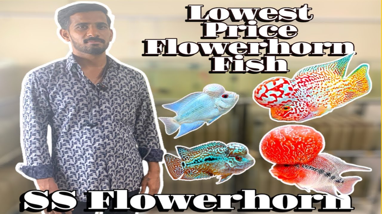 SS Flowerhorn || Lowest Price Flowerhorn Fish || Kalyan || Mumbai || Maharashtra ||